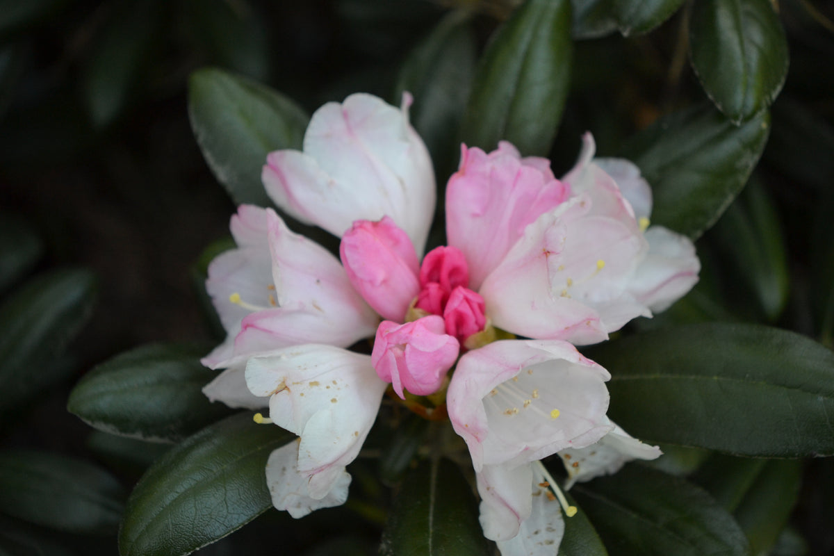 Rhododendron 'Koichiro Wada', 25-30 cm, 5-pack