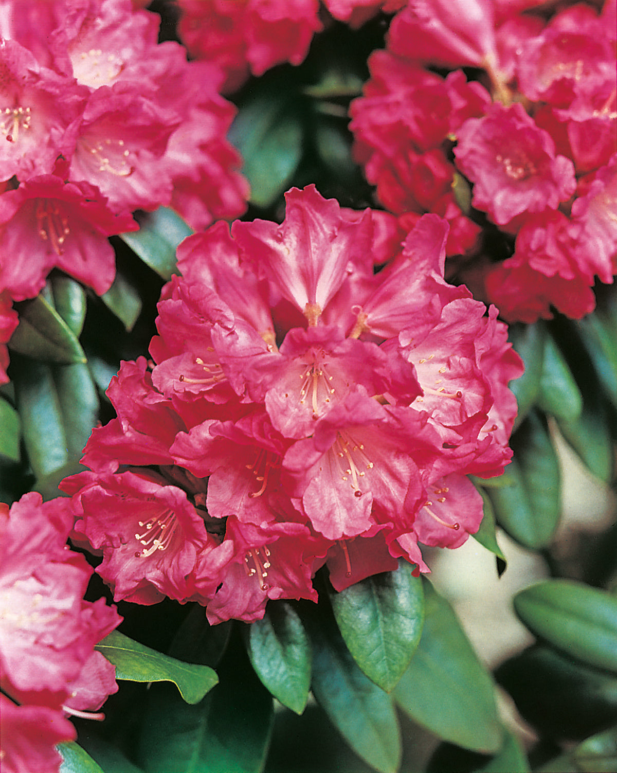 Rhododendron 'Morgenrot', 25-30 cm, 10-pack