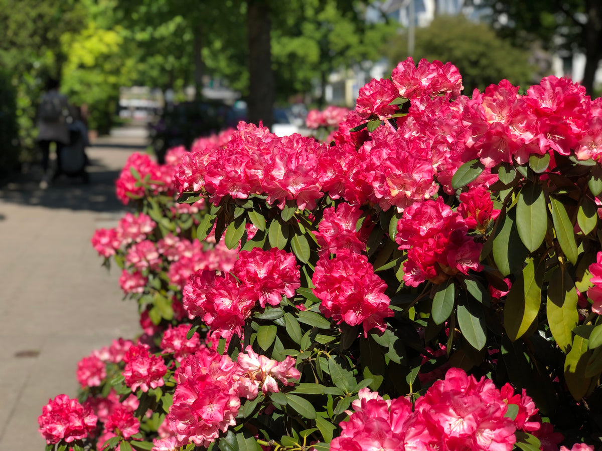 Rhododendron 'Morgenrot', 25-30 cm, 10-pack