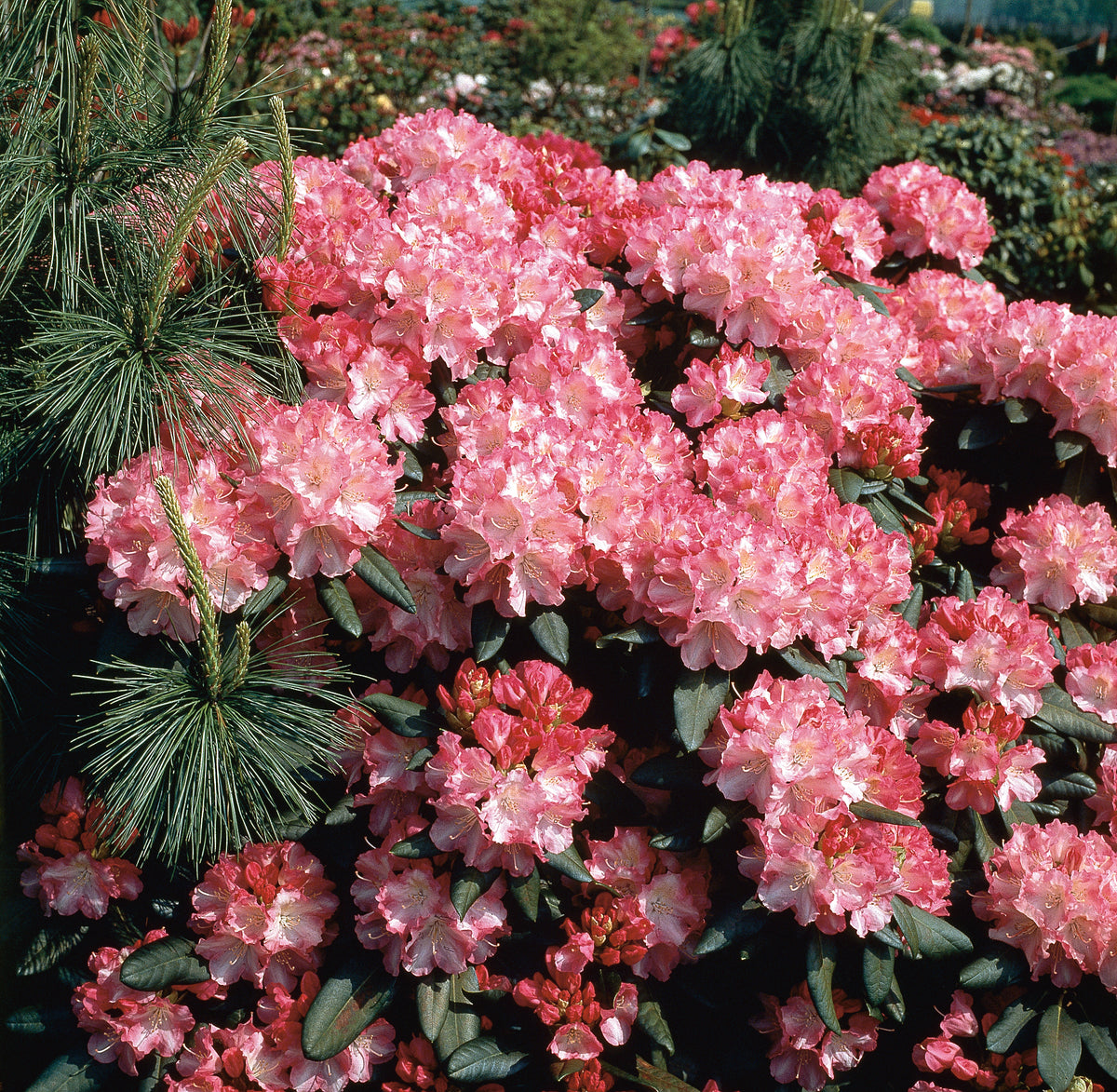 Rhododendron 'Morgenrot', 25-30 cm, 10-pack