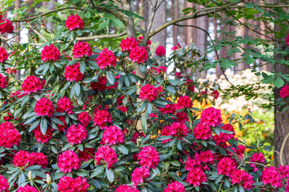 Rhododendron 'Nova Zembla' co 30-40cm 10-pack