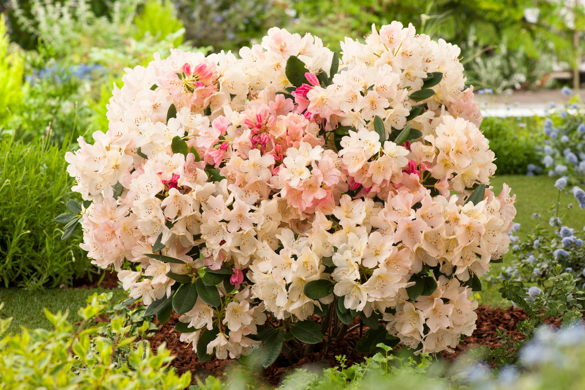 Rhododendron 'Percy Wiseman', 25-30 cm, 3-pack