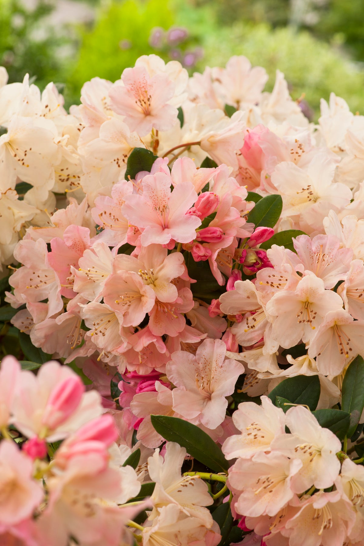 Rhododendron 'Percy Wiseman', 25-30 cm, 5-pack