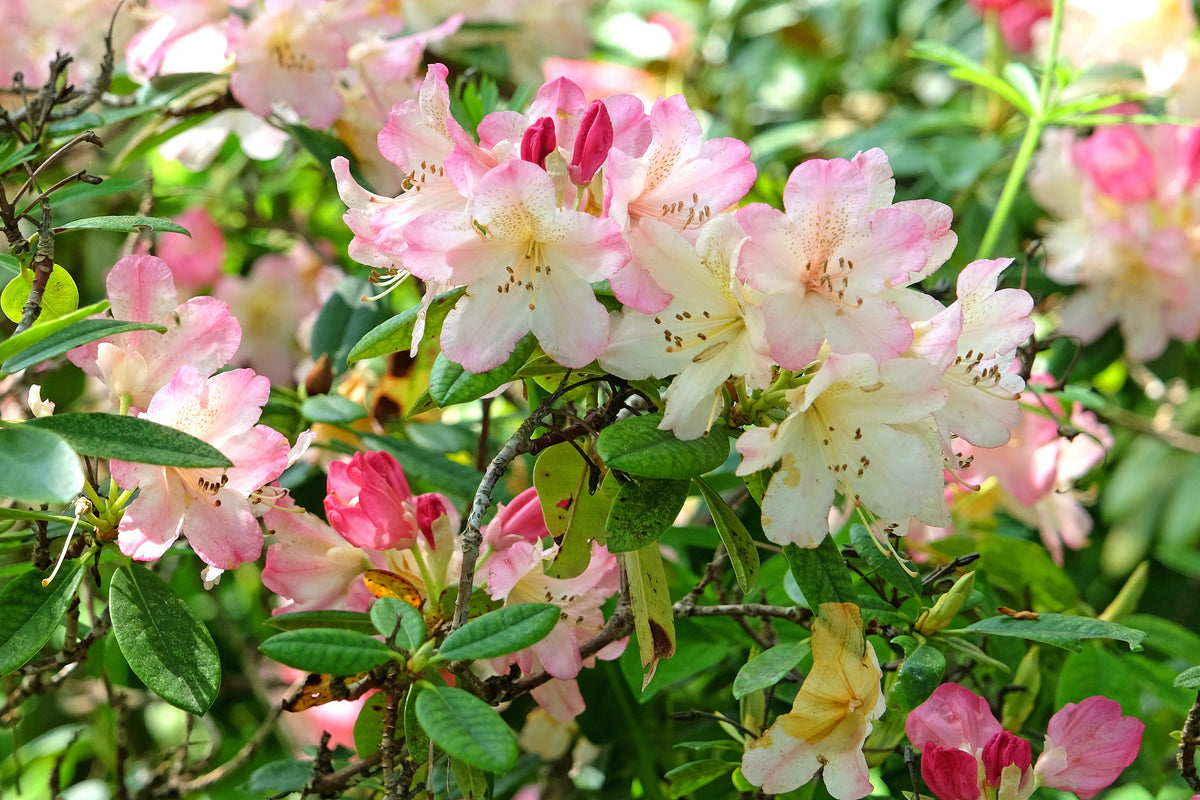 Rhododendron 'Percy Wiseman', 25-30 cm, 5-pack