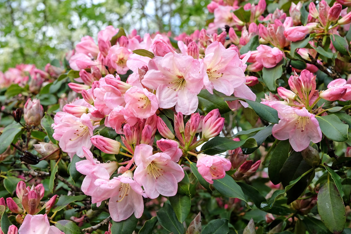 Rhododendron 'Percy Wiseman', 25-30 cm, 5-pack