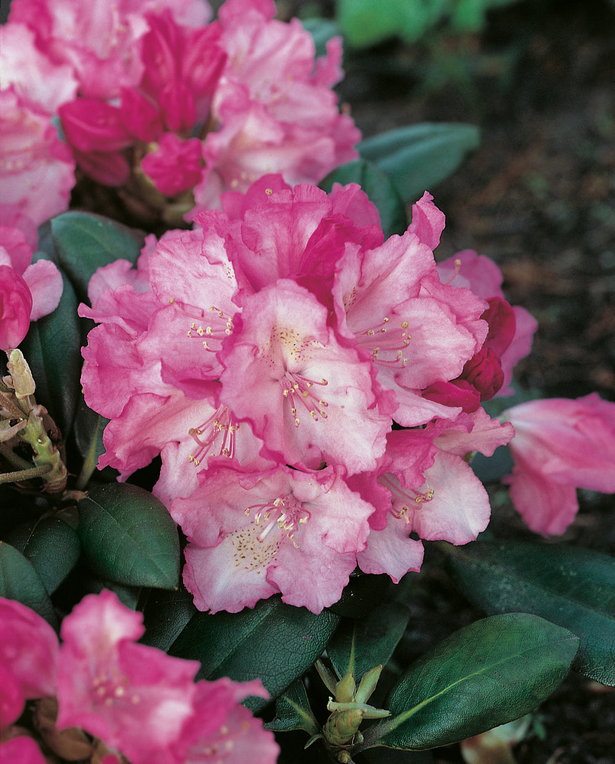 Rhododendron 'Polaris', 30-40 cm, 1-pack