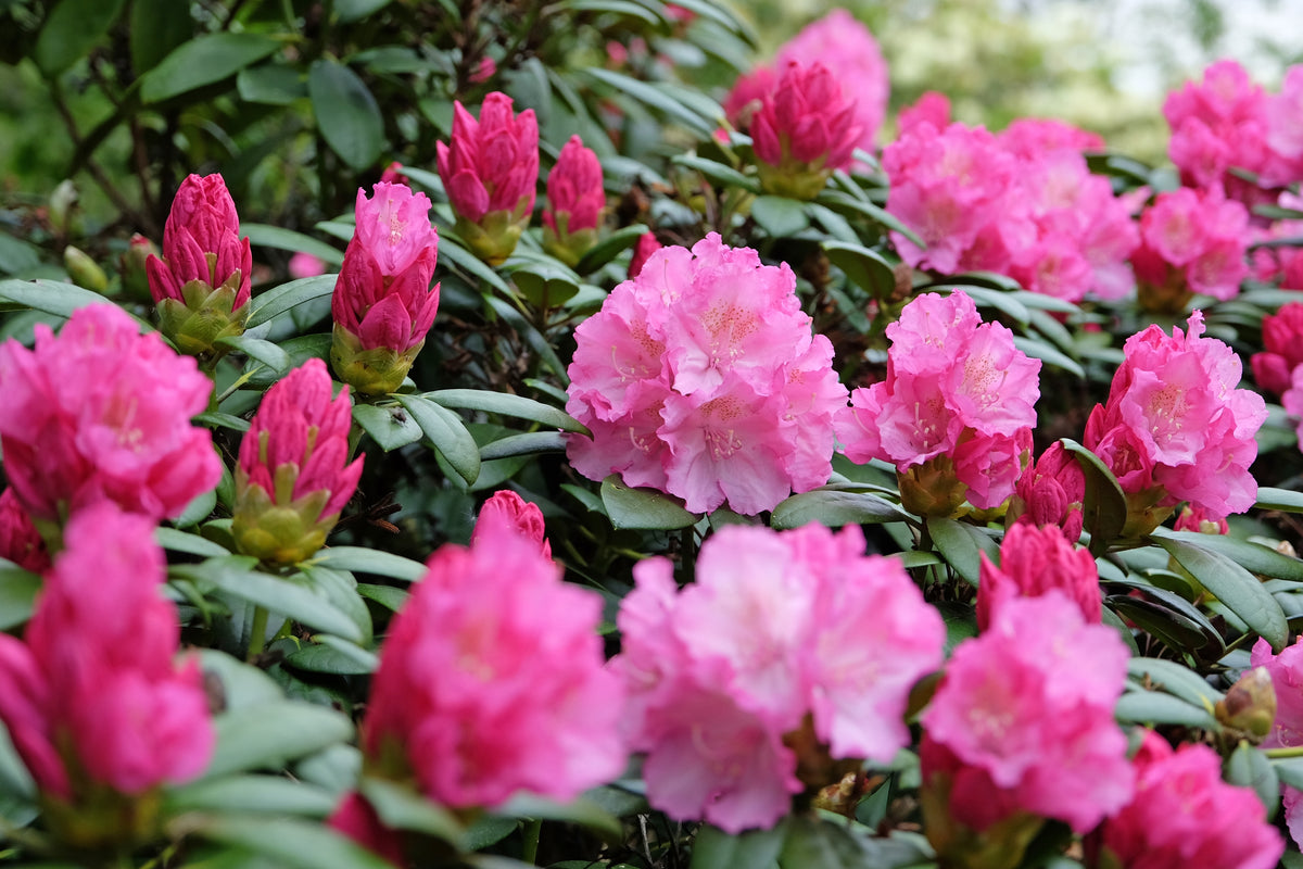 Rhododendron 'Polaris', 30-40 cm, 10-pack