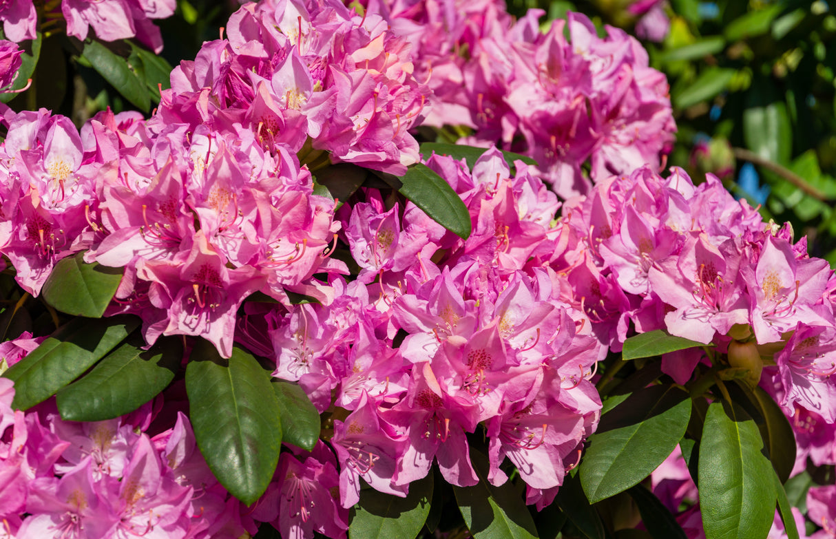 Rhododendron 'Roseum Elegans' co 30-40cm 5-pack