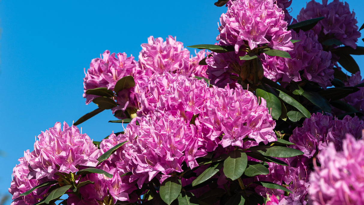 Rhododendron 'Roseum Elegans' co 30-40cm 1-pack