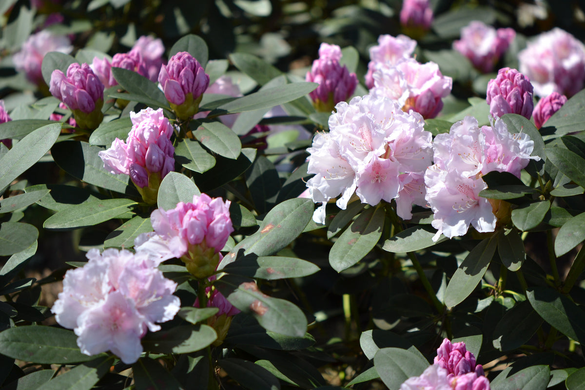 Rhododendron 'Schneekrone', 25-30 cm, 3-pack