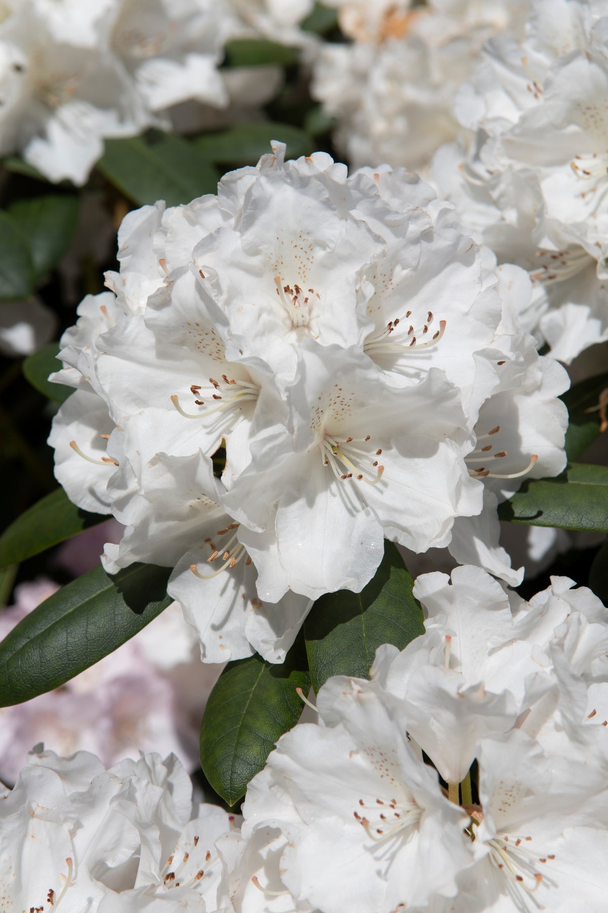 Rhododendron 'Schneekrone', 25-30 cm, 3-pack