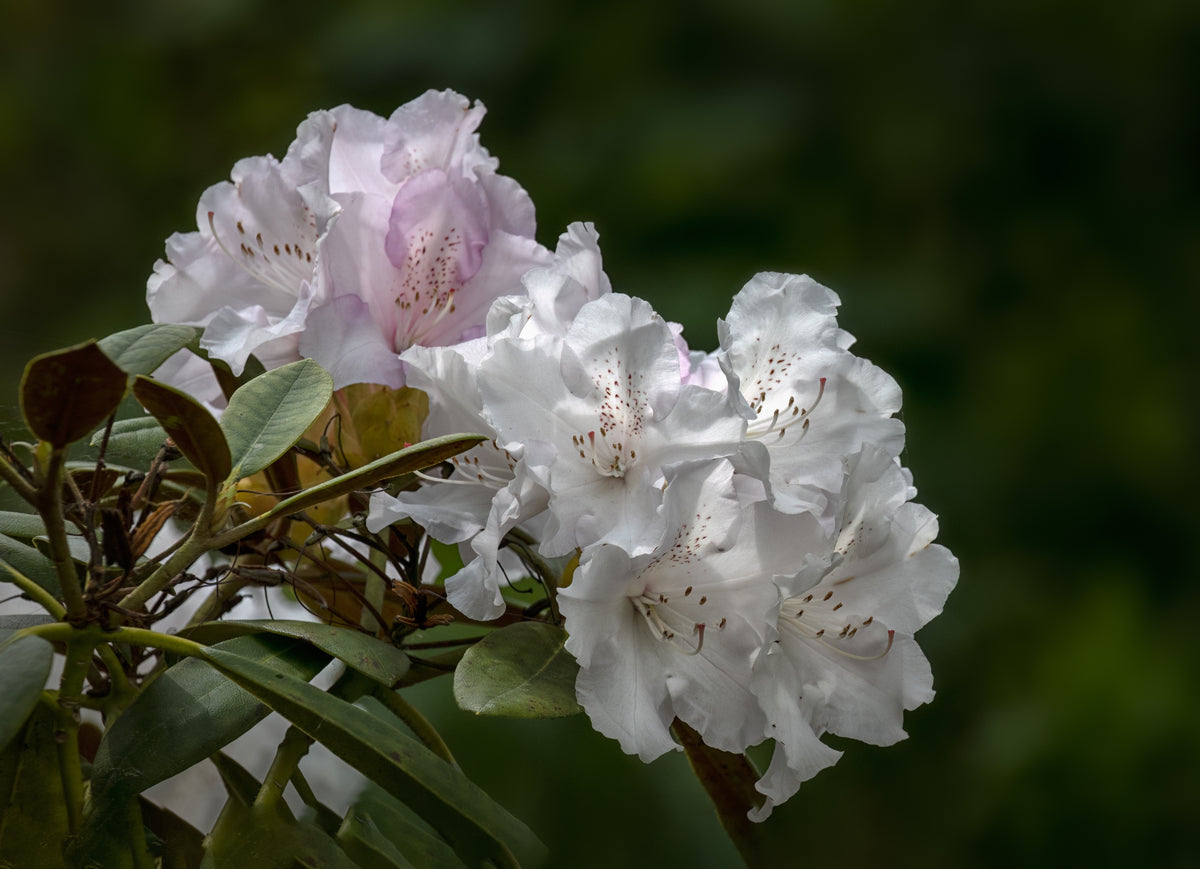 Rhododendron 'Schneekrone', 25-30 cm, 3-pack