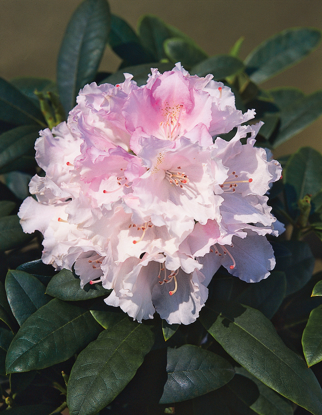 Rhododendron 'Silberwolke', 25-30 cm, 3-pack