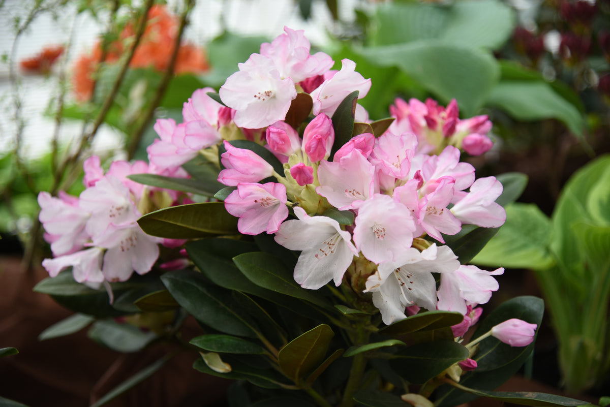 Rhododendron 'Silberwolke', 25-30 cm, 5-pack
