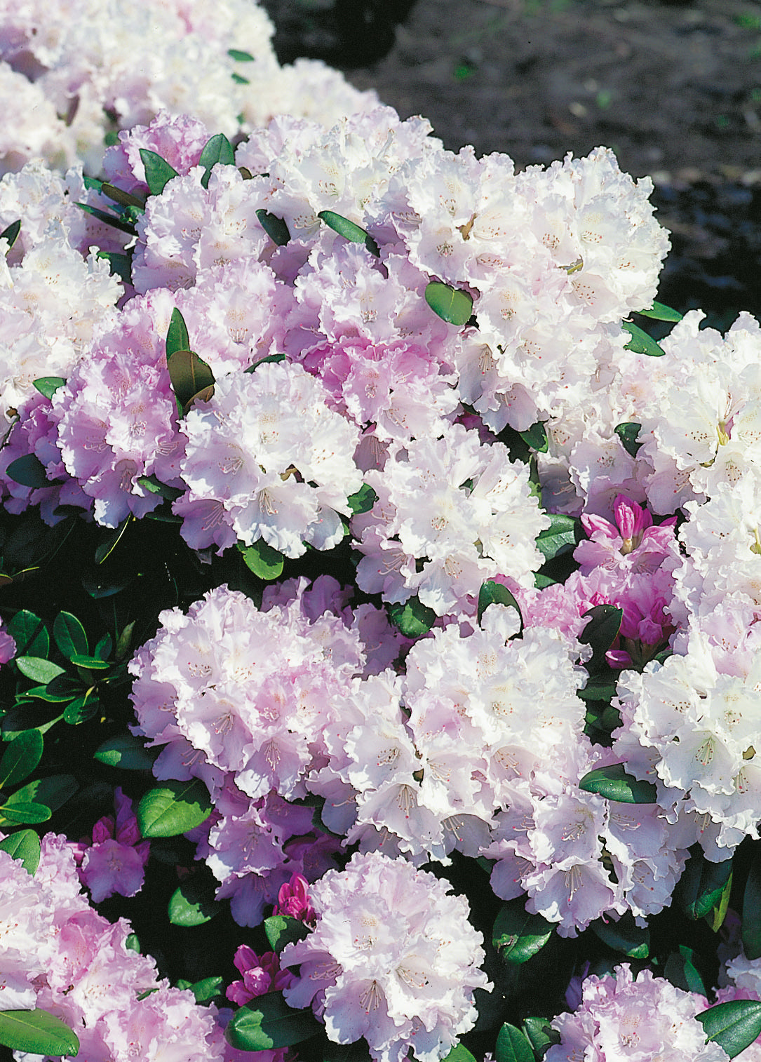 Rhododendron 'Silberwolke', 25-30 cm, 5-pack