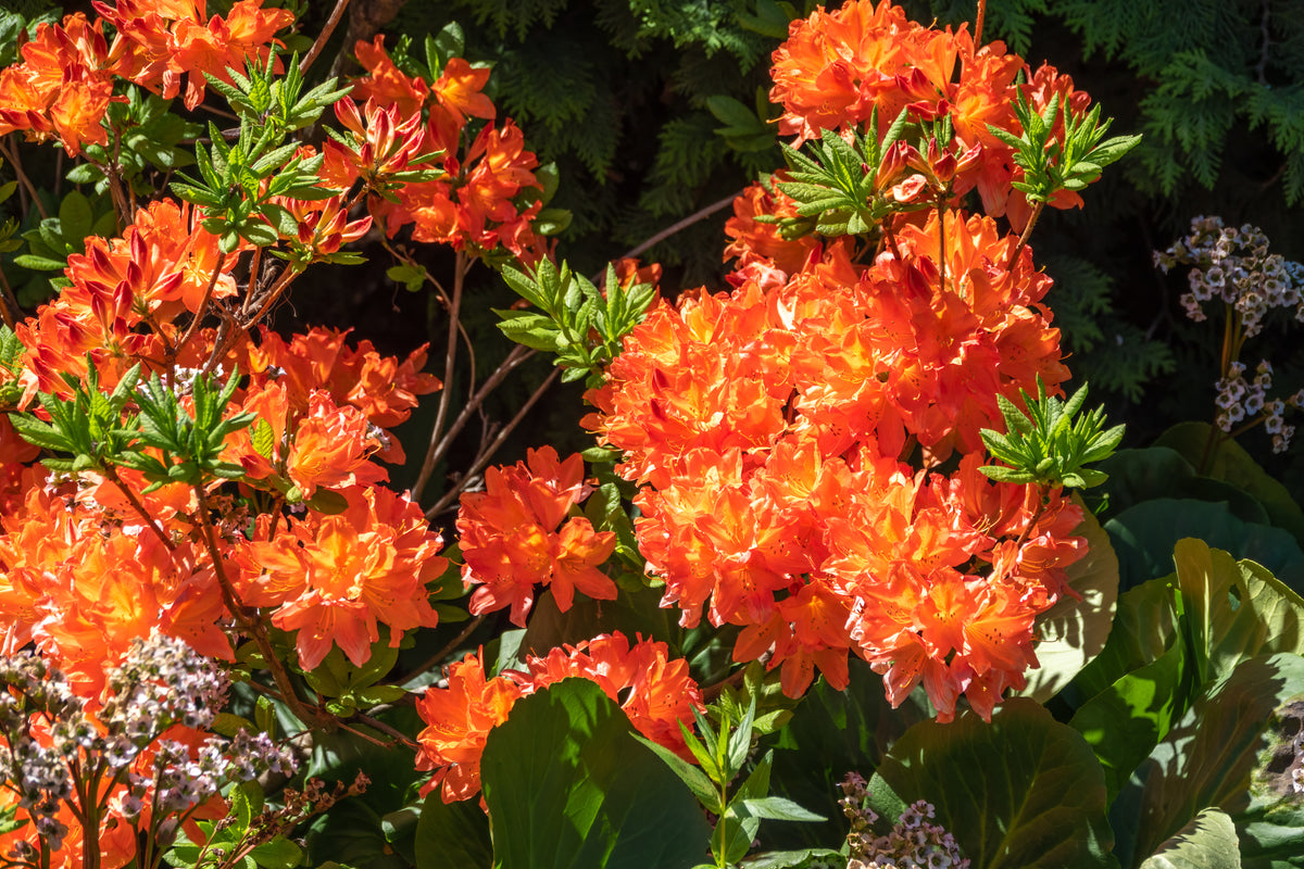 Rhododendron 'Gibraltar', 30-40 cm, 10-pack