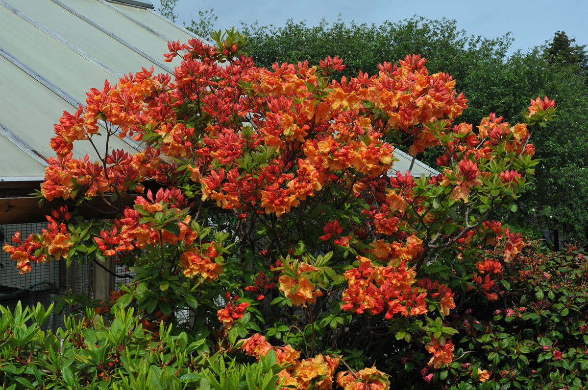 Rhododendron 'Gibraltar', 30-40 cm, 10-pack