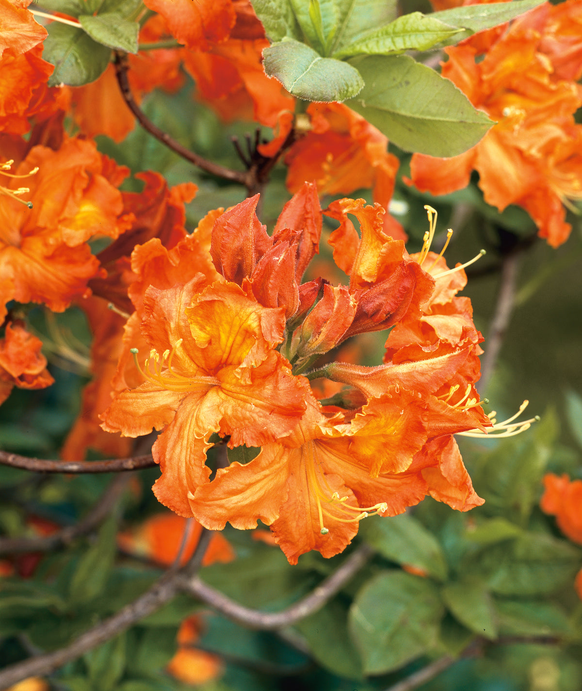 Rhododendron 'Gibraltar', 30-40 cm, 10-pack