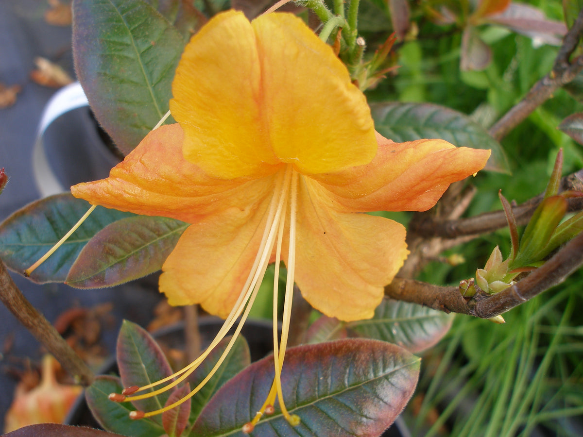 Rhododendron 'Klondyke', 30-40 cm, 3-pack