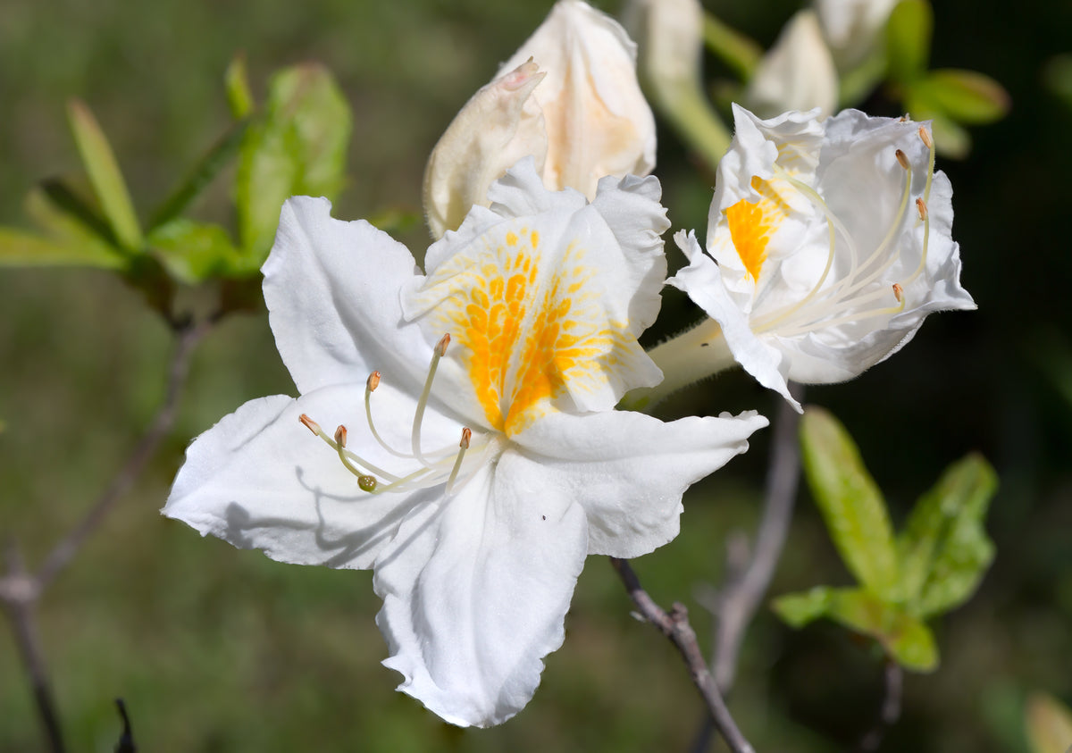 Rhododendron 'Persil', 30-40 cm, 3-pack