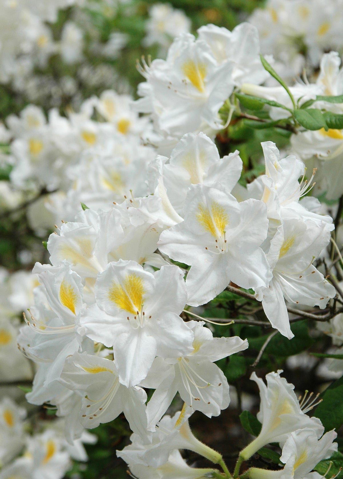 Rhododendron 'Persil', 30-40 cm, 5-pack