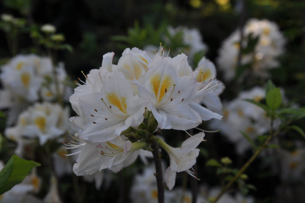 Rhododendron 'Persil', 30-40 cm, 3-pack