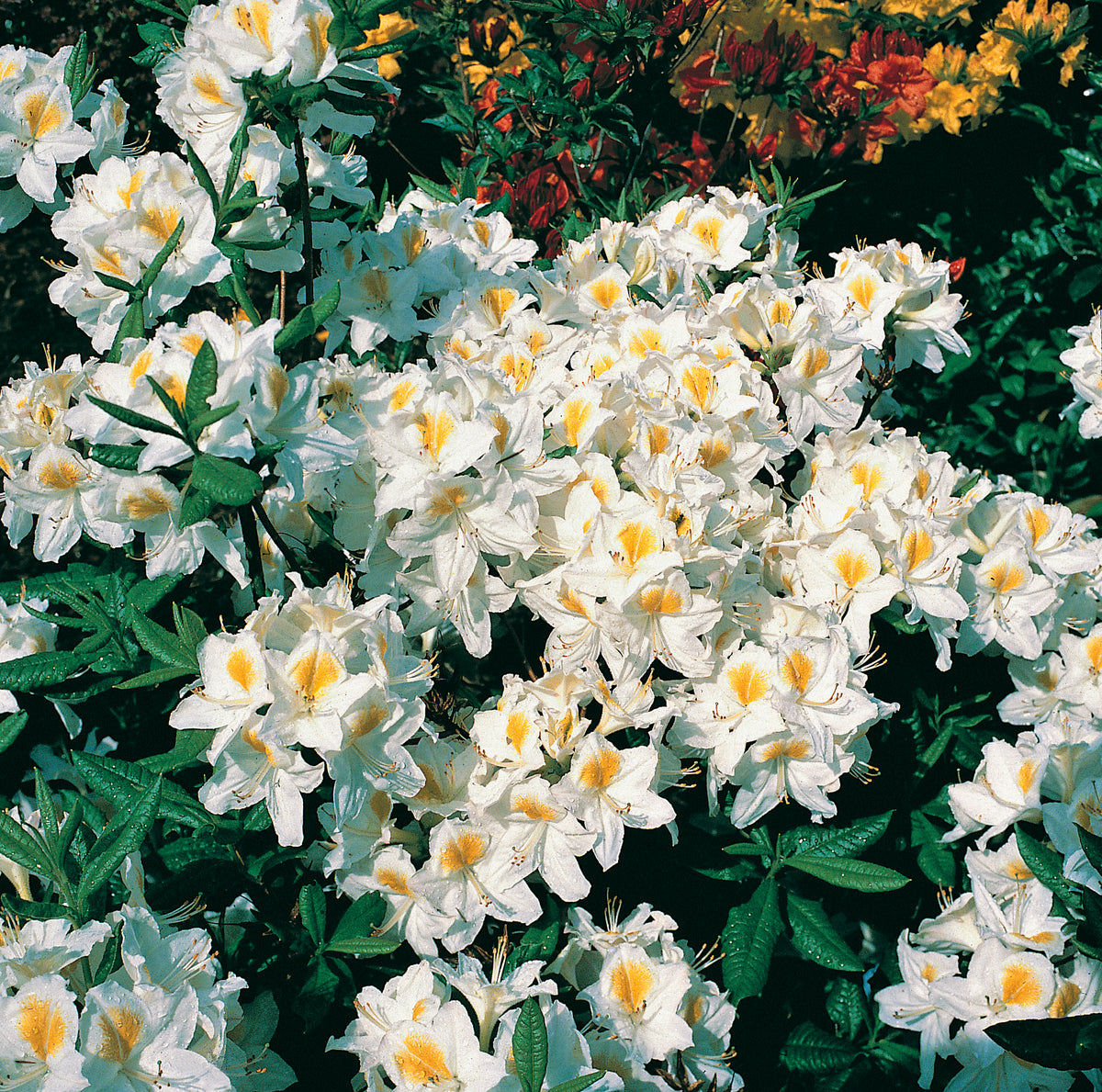Rhododendron 'Persil', 30-40 cm, 3-pack