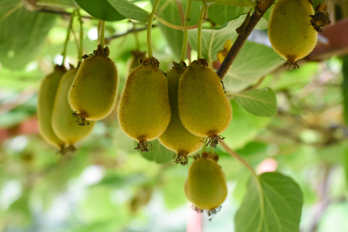 Actinidia 'Issai', 10-pack