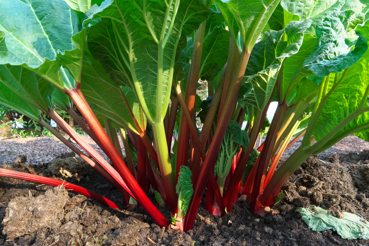 Rheum rhabarbarum "Red Champagne", 10-pack