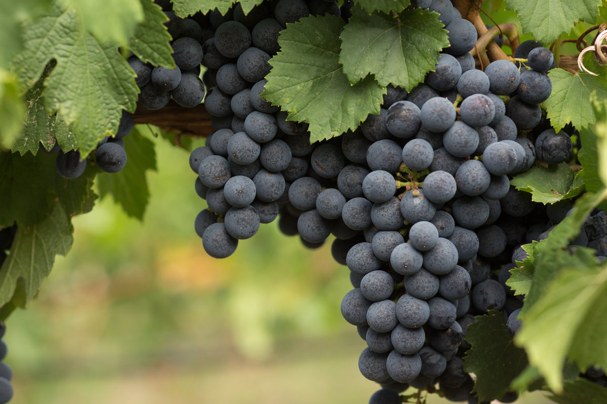 Vitis?'Bl? Burgunder', 10-pack