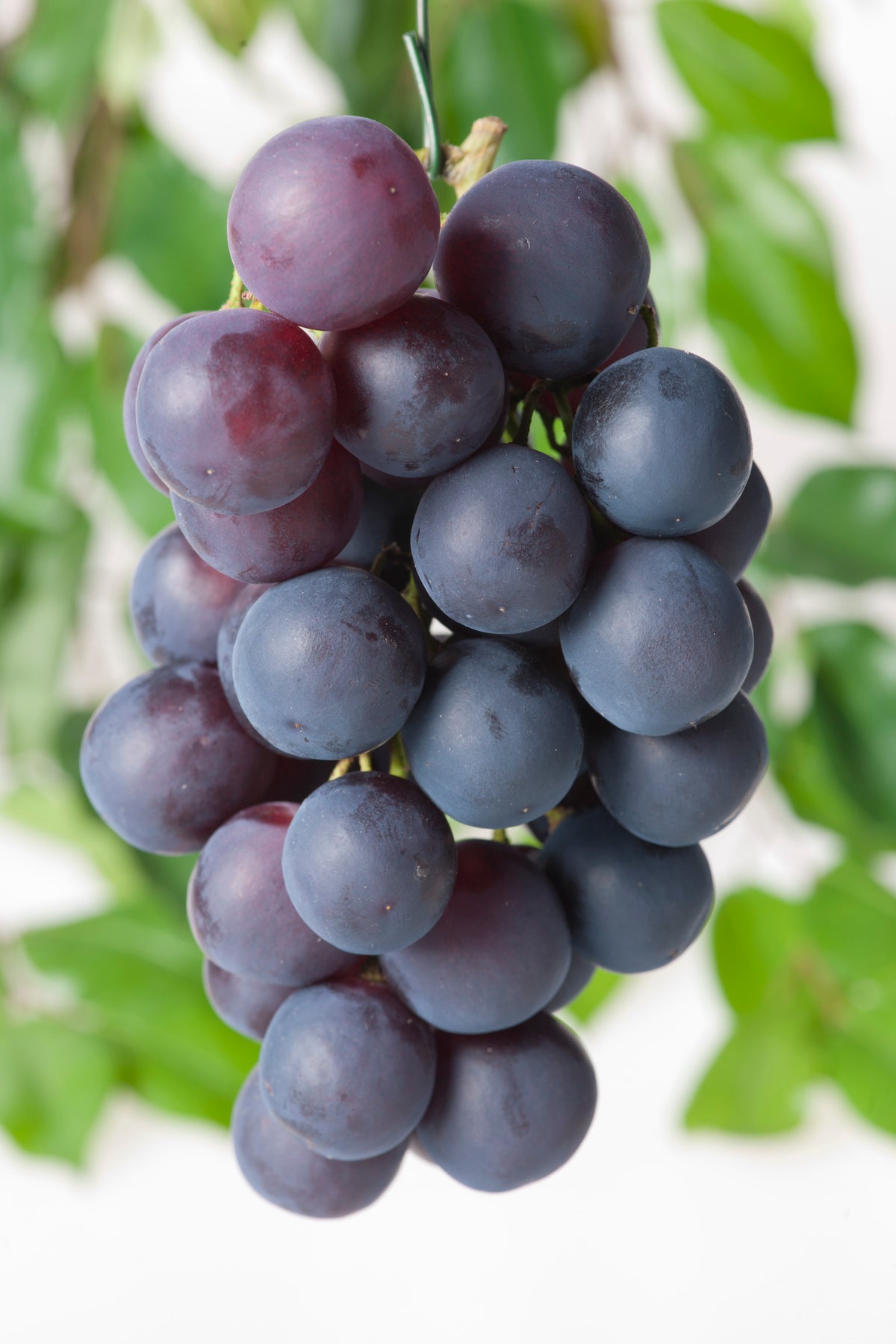 Vitis?'Bl? Burgunder', 10-pack