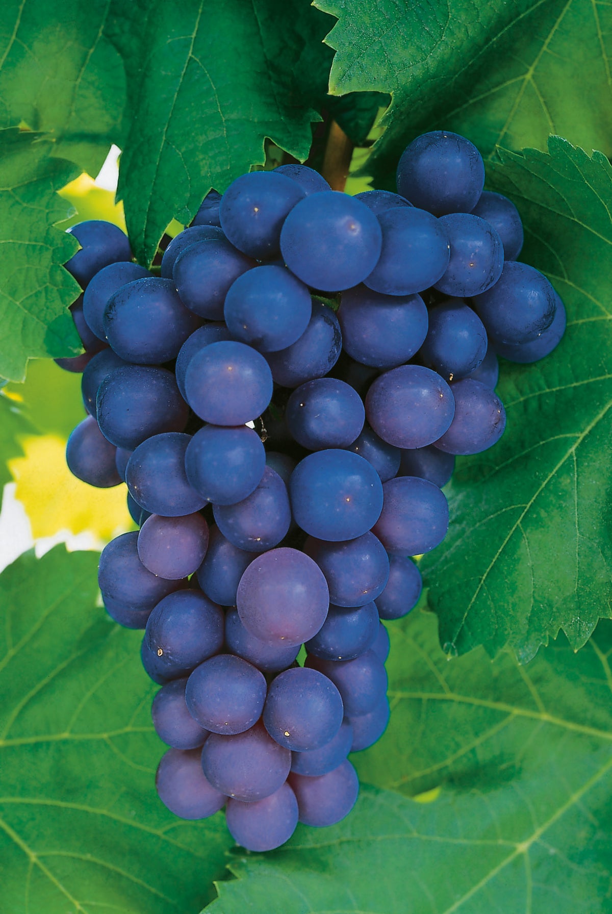 Vitis 'Frankenthaler', 10-pack