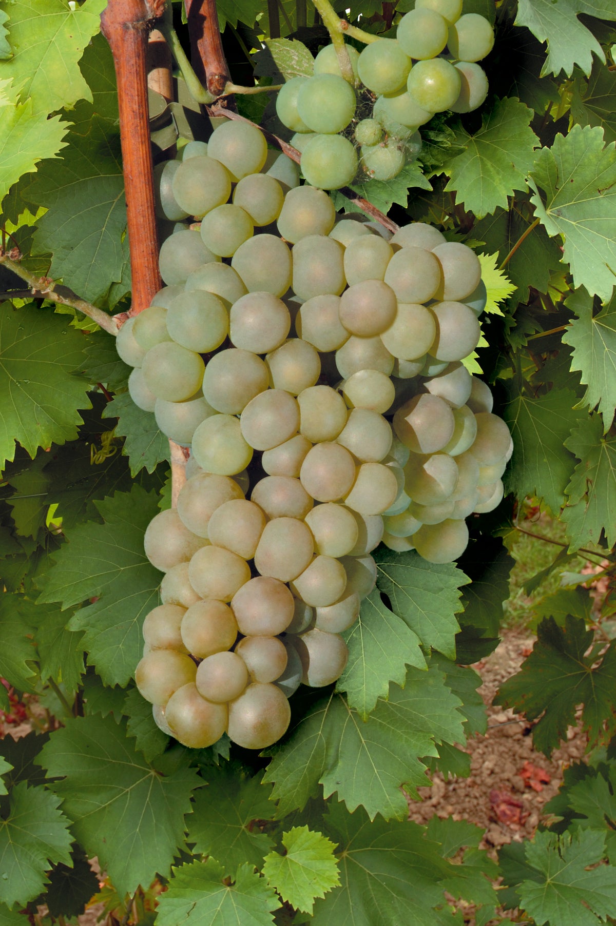 Vitis 'Himrod', 10-pack
