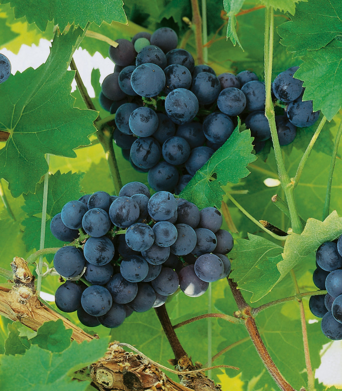 Vitis 'Nordica', 1-pack
