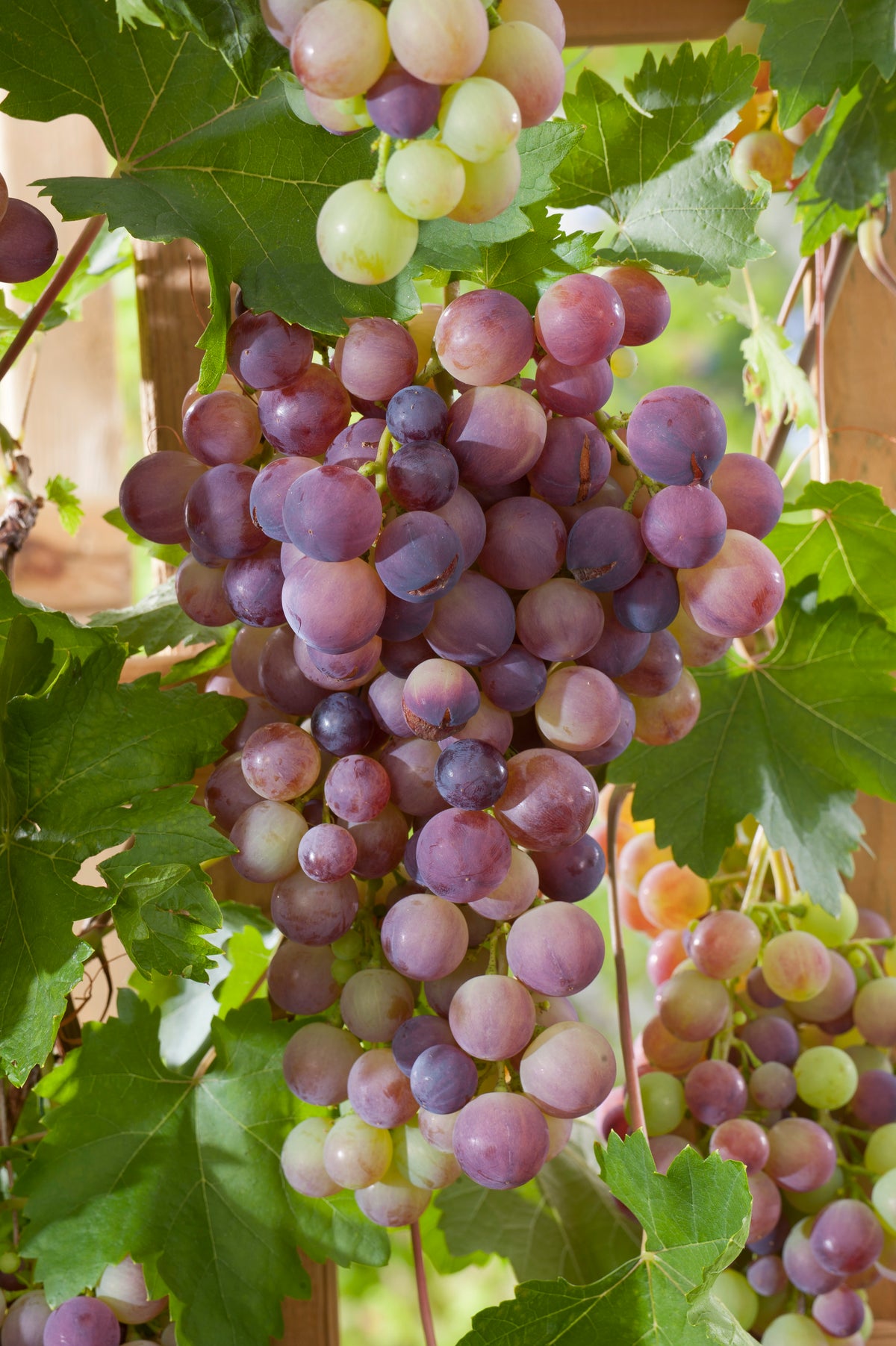 Vitis 'Vanessa', 3-pack