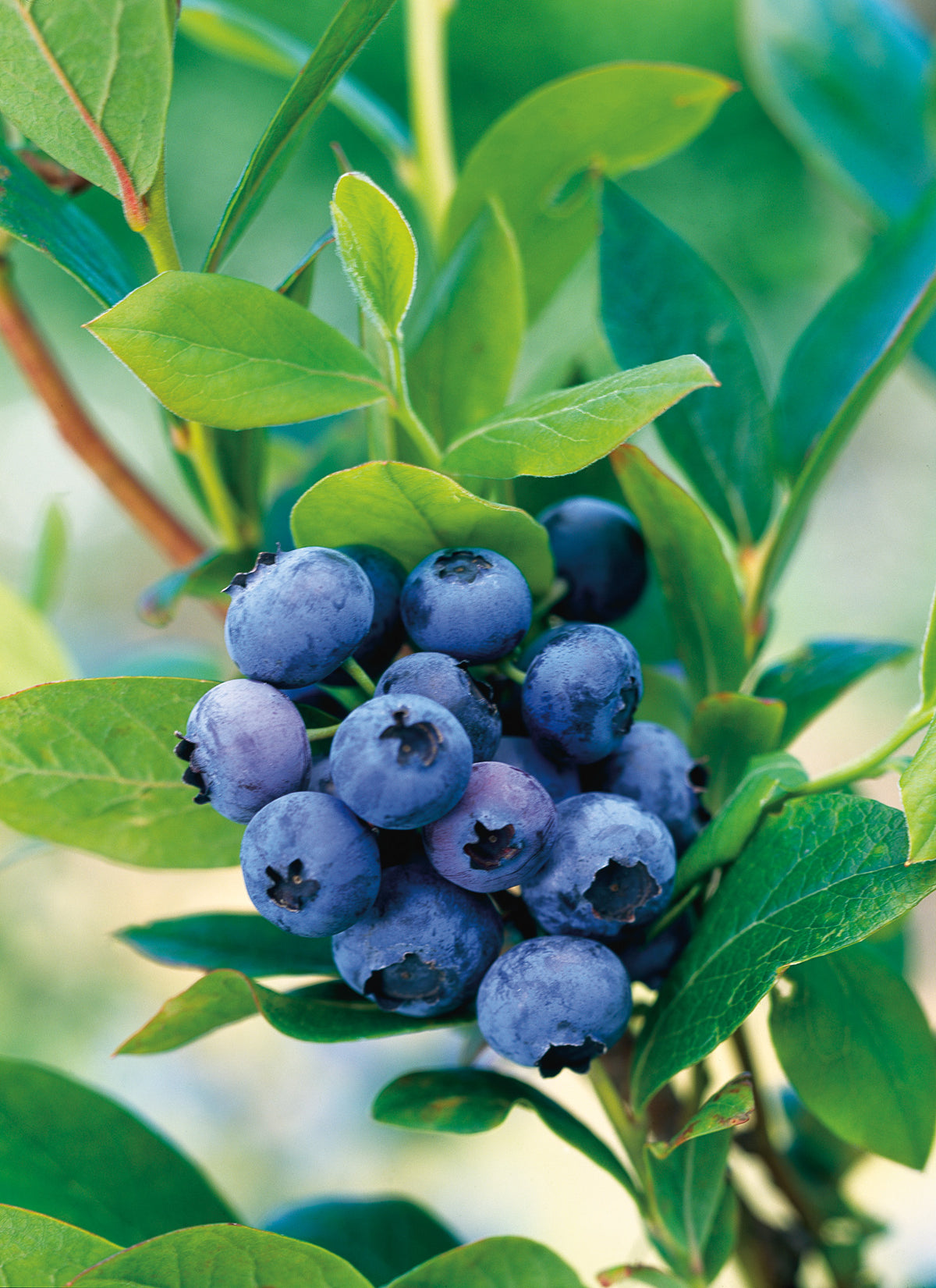 Vaccinium corymbosum "Goldtraube 71", 10-pack