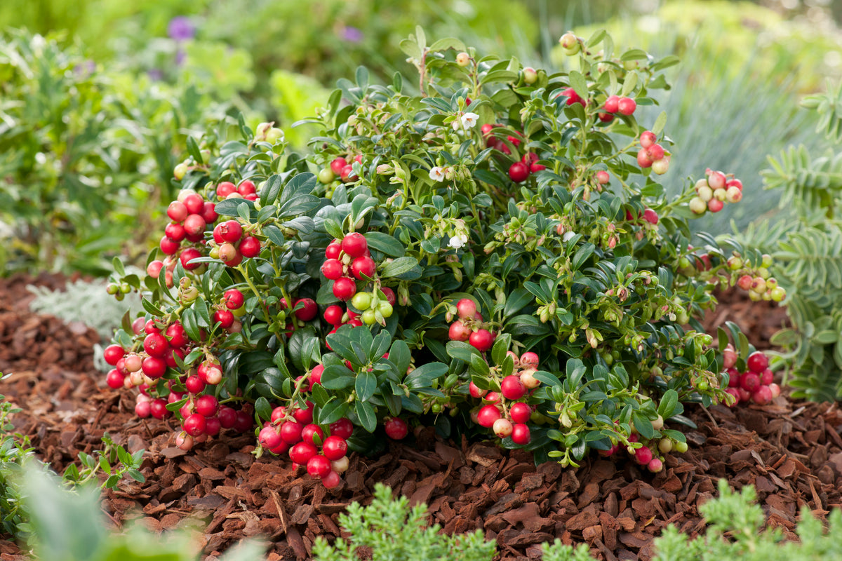 Vaccinium vitis-idaea 'Koralle', 10-pack