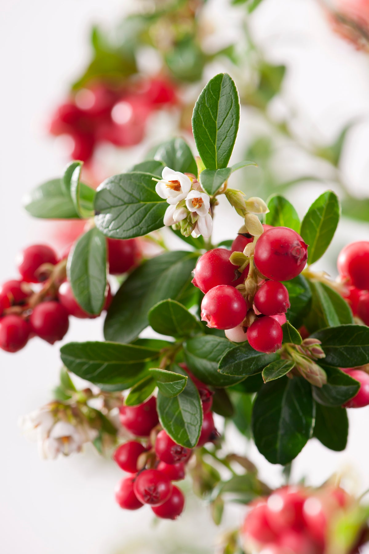 Vaccinium vitis-idaea 'Koralle', 10-pack