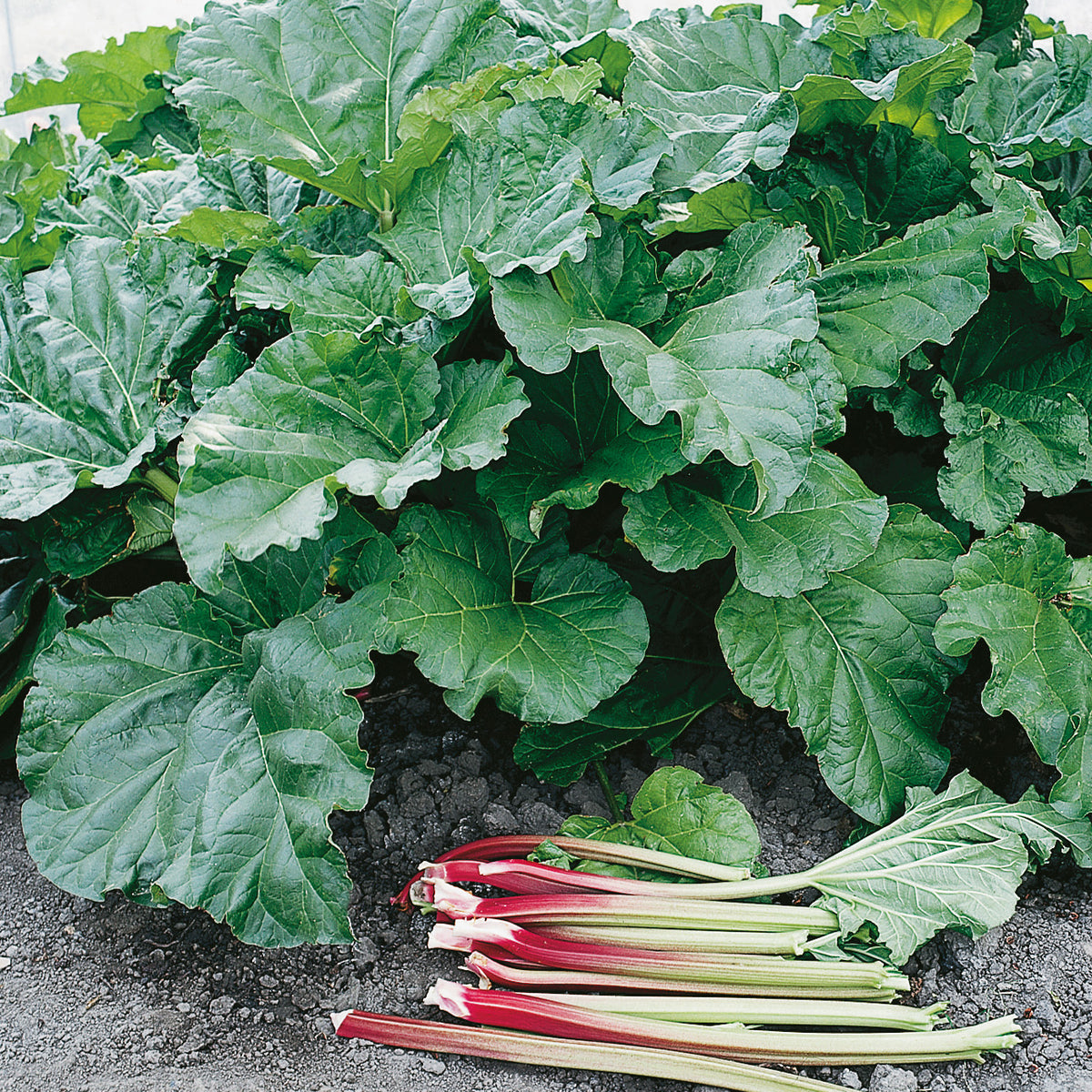 Rheum rhabarbarum 'Elmsblitz', 10-pack