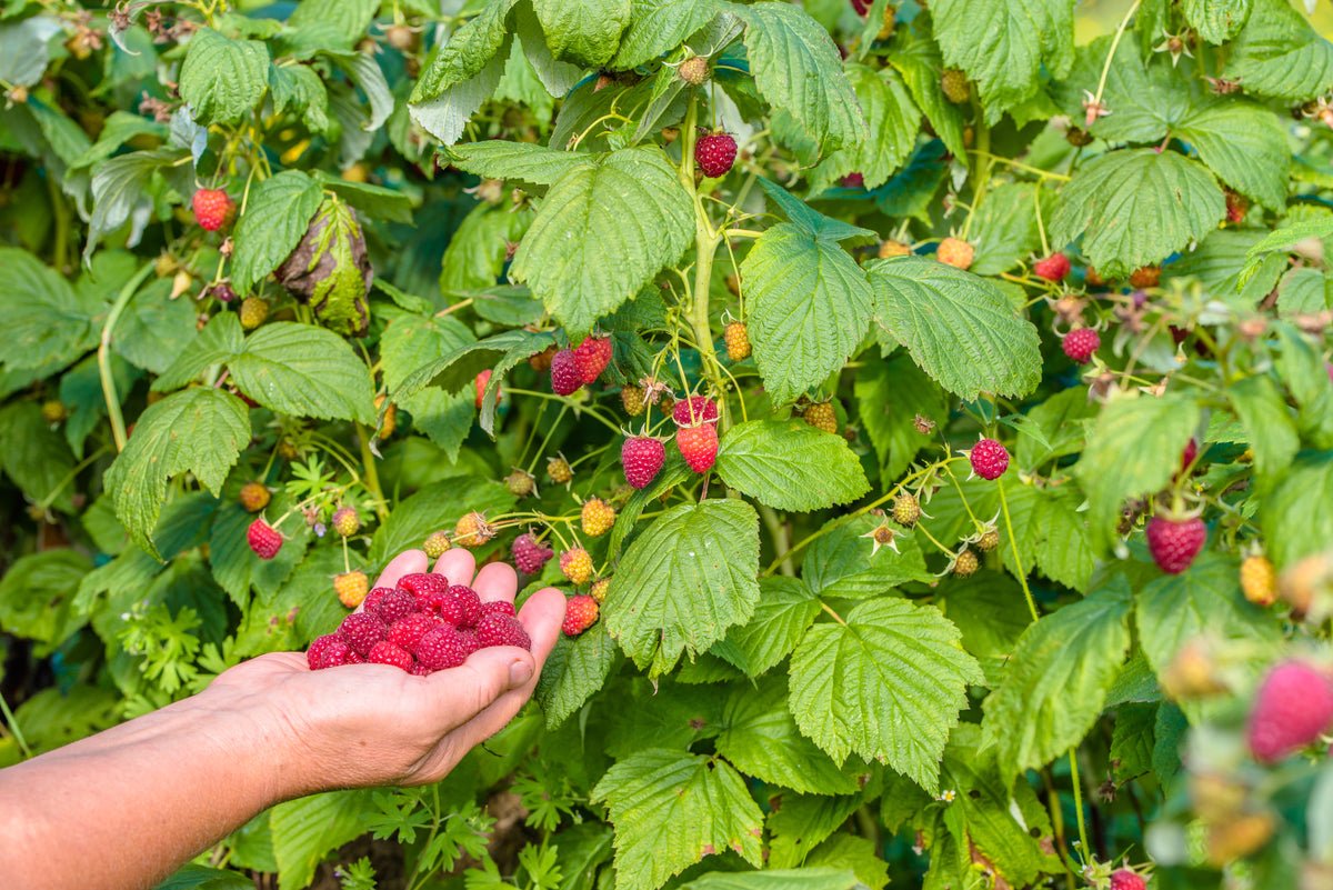 Rubus (Hallon) 'Glen Prosen', 10-pack