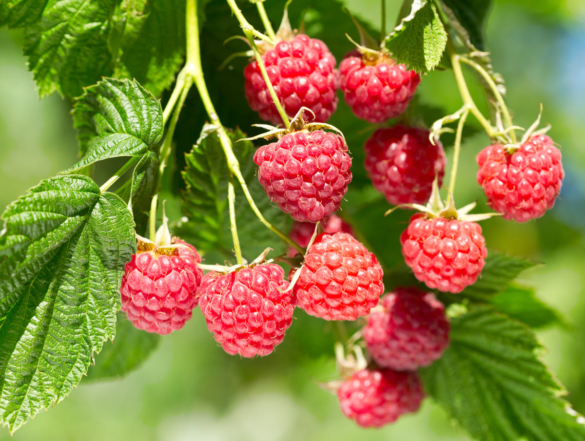 Rubus (Hallon) 'Glen Prosen', 10-pack