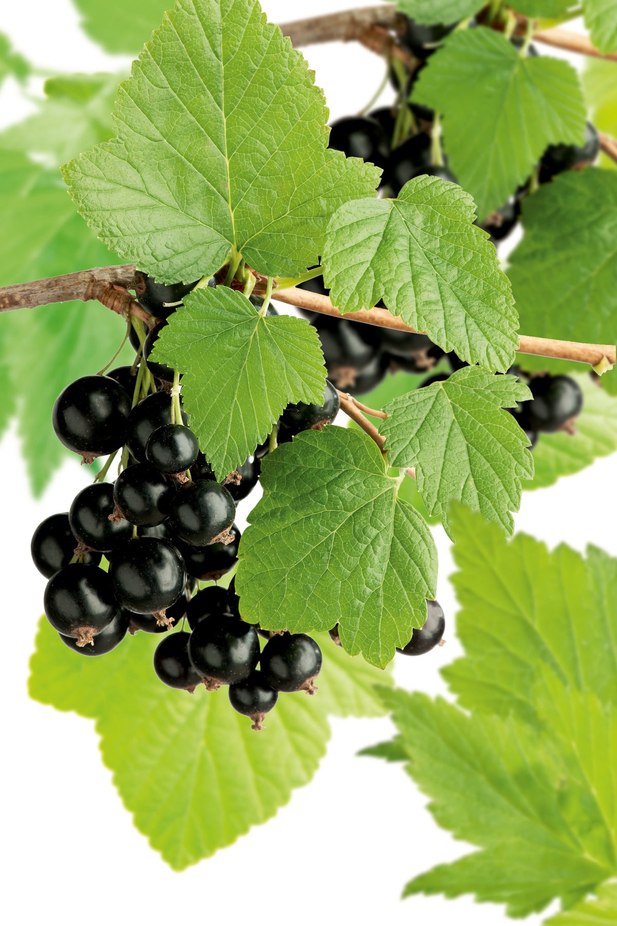 Ribes nigrum "Storklas", 10-pack