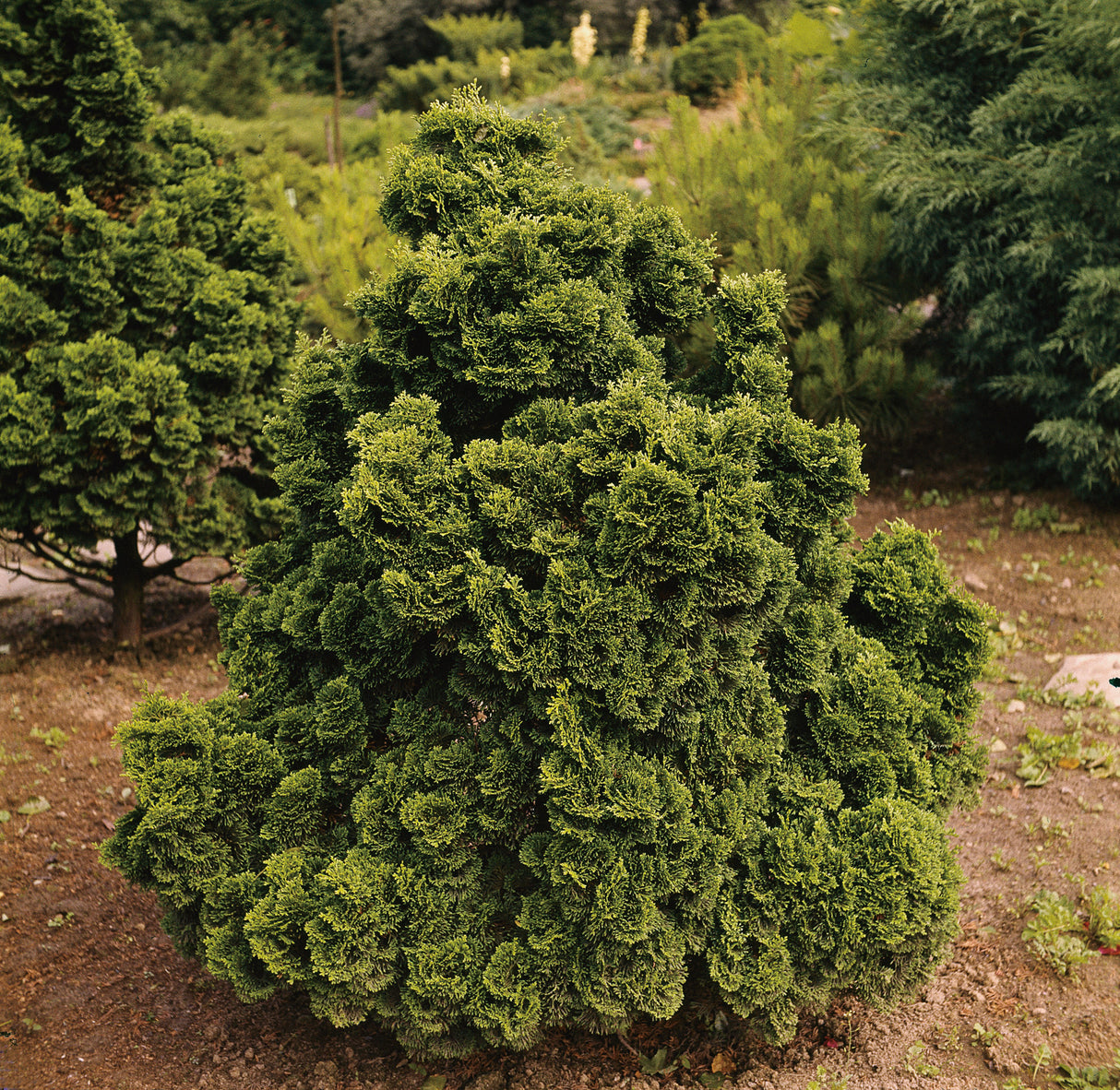 Japansk ädelcypress 'Nana Gracilis' 20-25 co 5-pack