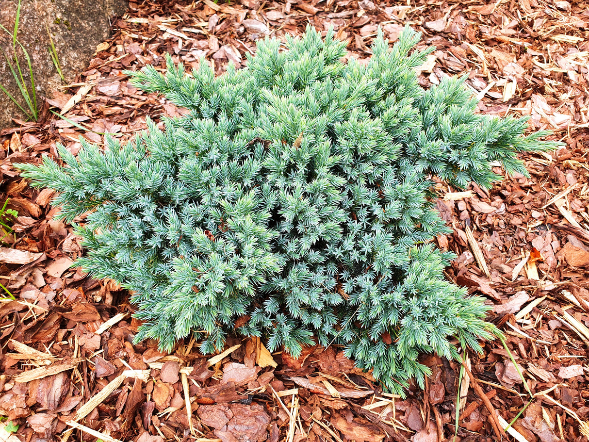 Himalaya-en 'Blue Star' 20-25 co 10-pack