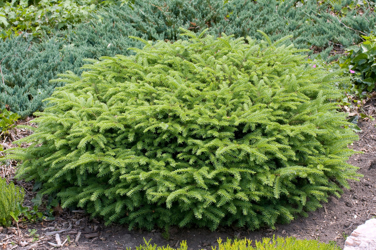 Fågelbogran 'Nidiformis' 25-30 co 5-pack