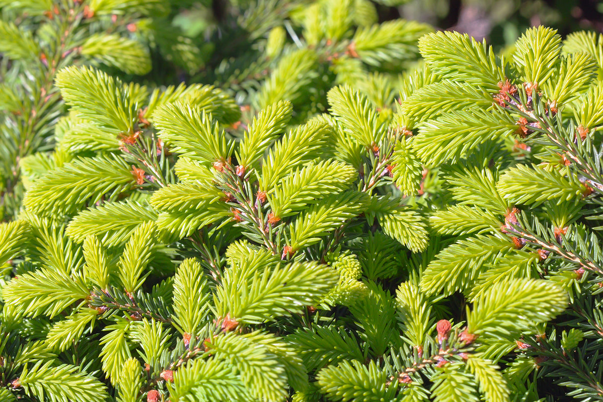 Fågelbogran 'Nidiformis' 25-30 co 3-pack