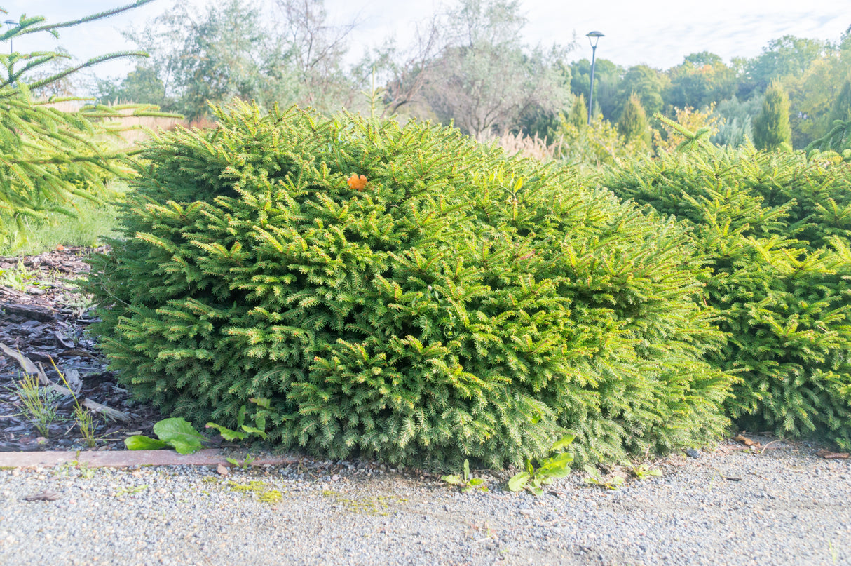 Fågelbogran 'Nidiformis' 25-30 co 1-pack