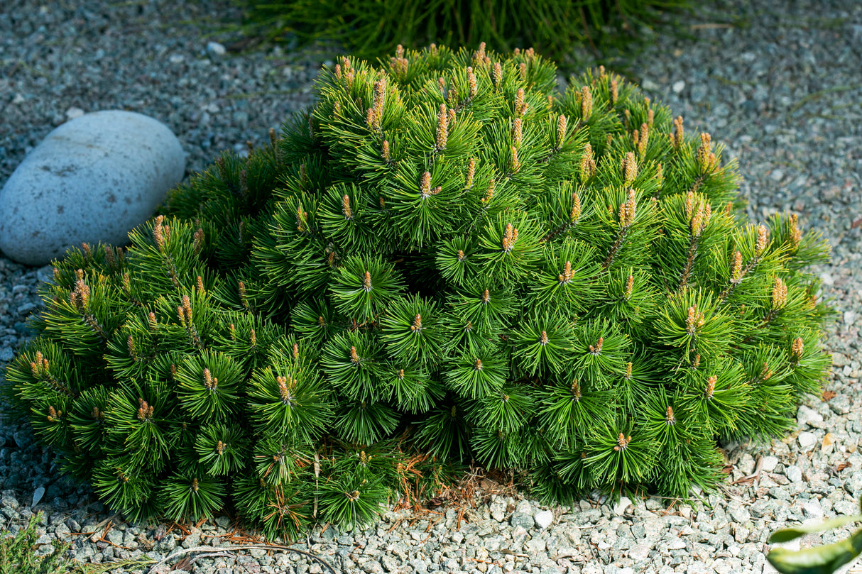 Balkanbergtall 25-30 co 10-pack