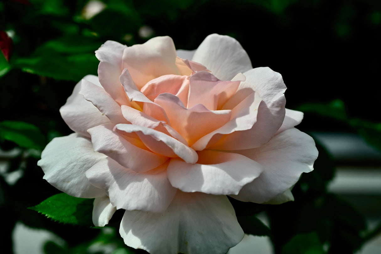 Tehybridros 'A Whiter Shade of Pale' barrot 5-pack barrot