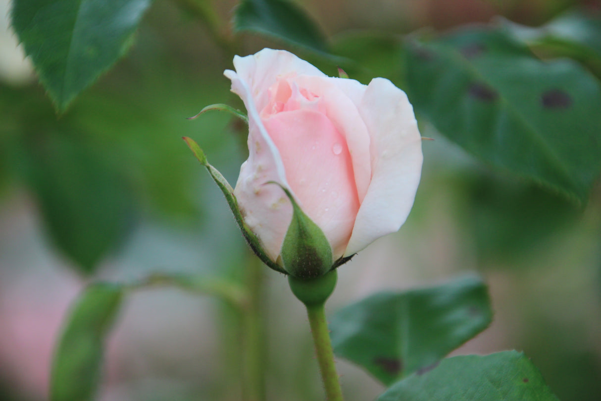 Tehybridros 'A Whiter Shade of Pale' barrot 5-pack barrot